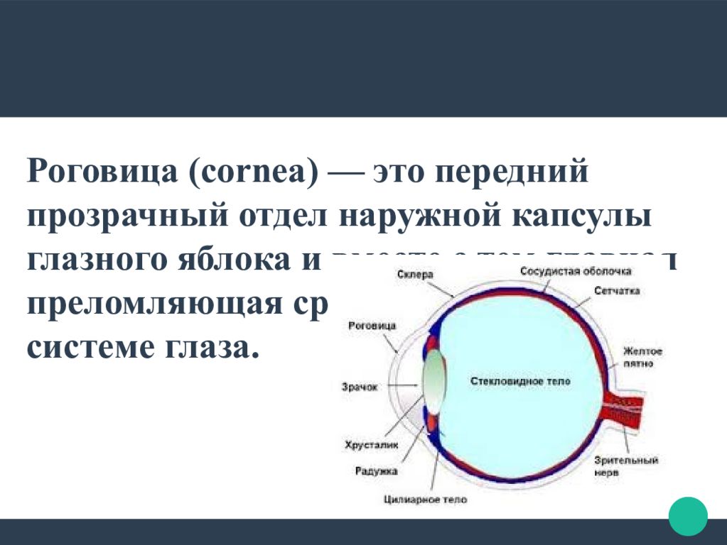 Роговица это. Роговица глазного яблока. Роговица строение и функции. Роговица это передняя часть. Преломляющие среды глазного яблока.