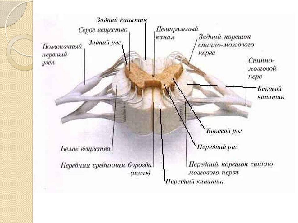 Спинной анатомия. Наружное строение спинного мозга. Внутреннее строение спинного мозга анатомия схема. Анатомия задних Корешков спинного мозга.