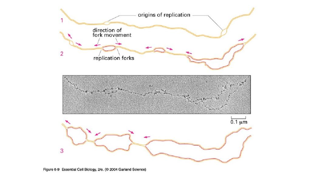 DNK ning tuzilishi va DNK replikatsiyasi DNK ning tuzilishi va DNK replikatsiyasi