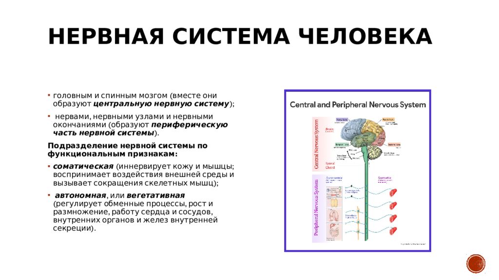 Презентации по неврологии для студентов