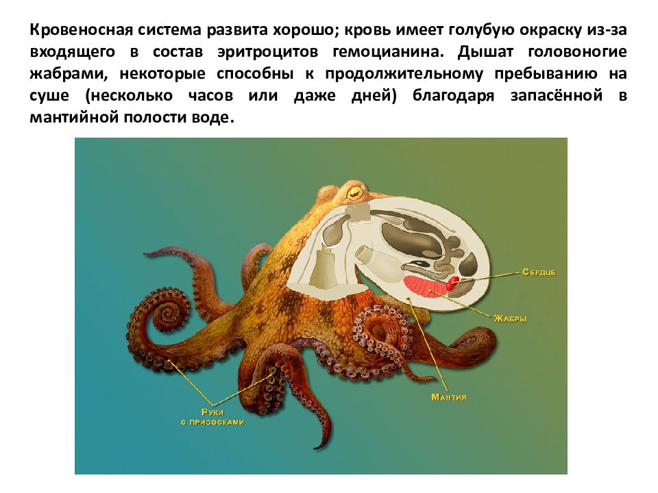 Сердце головоногих. Класс головоногие моллюски выделительная система. Выделительная система головоногих осьминог. Выделительная система головоногих. Пищеварительная система головоногих моллюсков.