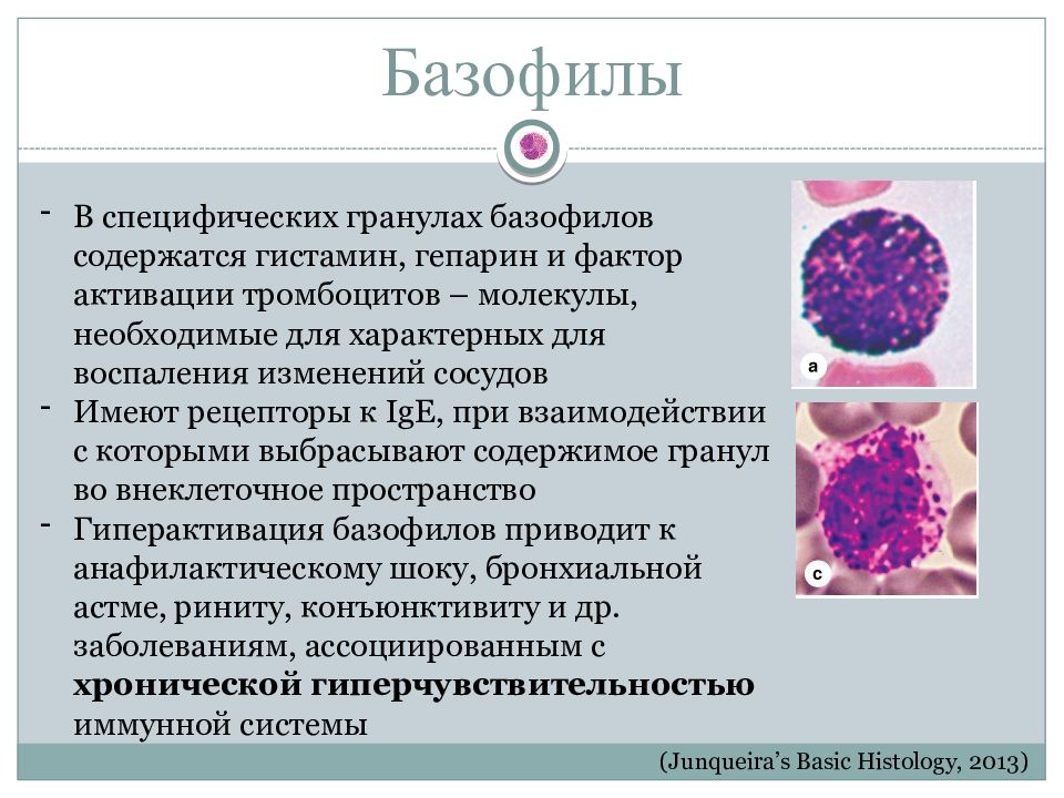 Гранулы тромбоцитов содержат. Базофилы. Функции базофилов в крови человека. Базофилы строение и функции. Гистамин базофилов.