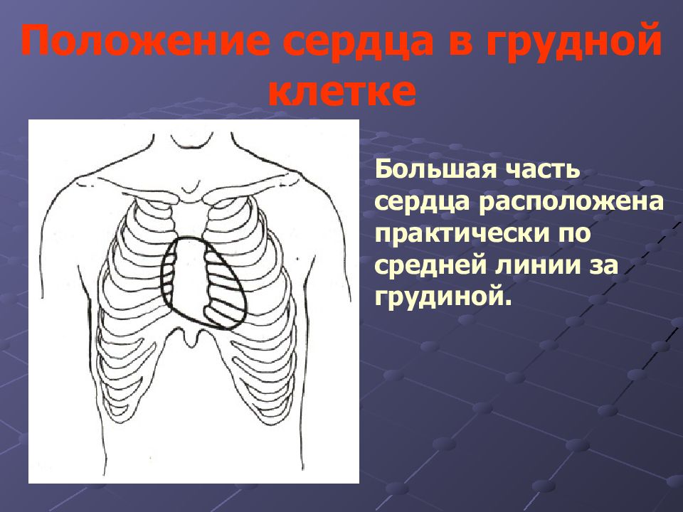 Положение грудной клетки. Положение сердца в грудной полости. Расположение сердца в грудной клетке. Точное положение сердца.