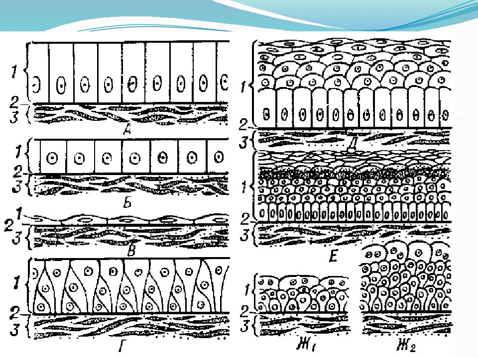 Эпителиальная ткань схема
