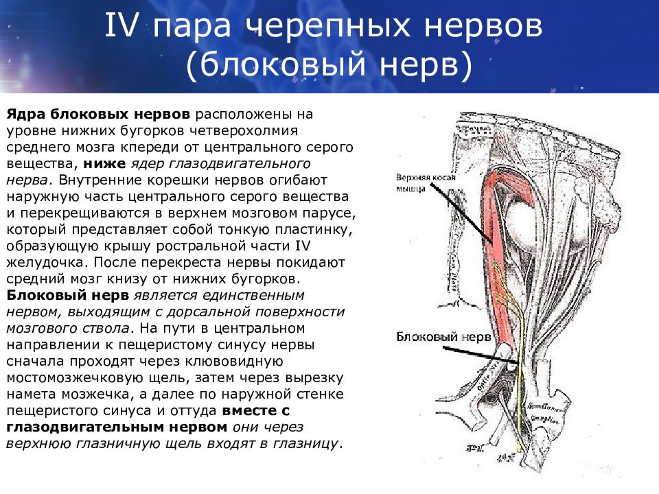 Нервы пропадает. Ядра 4 пары черепных нервов. Блоковый нерв проходит через. Ядра 4 пары черепных нервов анатомия. Блоковый нерв нерв анатомия.