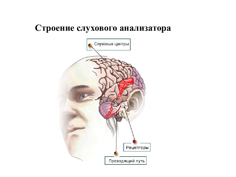 Основные звенья слухового анализатора картинка