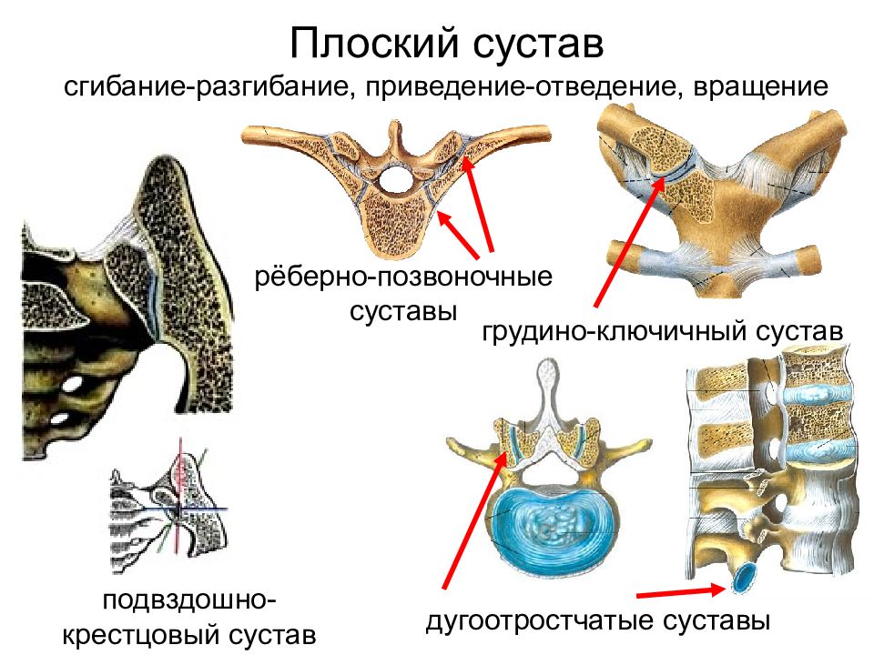 Список суставов. Плоский сустав. Плоский сустав сустав. Плоский сустав пример. К плоским суставам относятся.