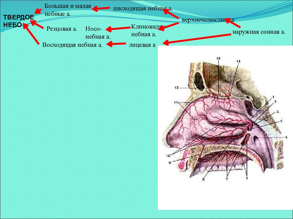 Иннервация неба. Иннервация твердого неба. Клиновидно небная артерия. Кровоснабжение и иннервация мягкого неба.
