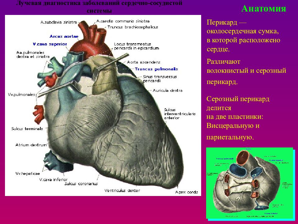 Перикард анатомия. Синусы перикарда. Хирургическая анатомия сердца и перикарда.