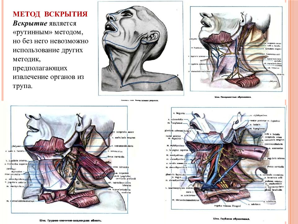Топографическая анатомия учебник. Метод вскрытия Вирхова. Анатомическое вскрытие. Методика вскрытия трупа. Методы препарирования анатомия.