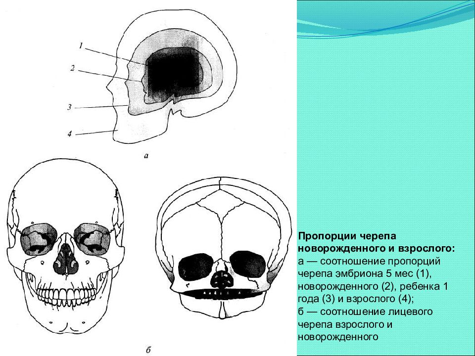 Развитие черепа. Онтогенез черепа. Соотношение лицевого и мозгового черепа у детей. Пропорции черепа. Соотношение черепа ребенка и взрослого.