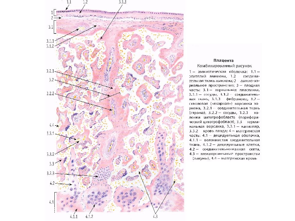 Плацента гистология. Материнская часть плаценты гистология. Плацента человека гистология препарат. Плодная часть плаценты гистология. Материнская часть плаценты гистология препарат.