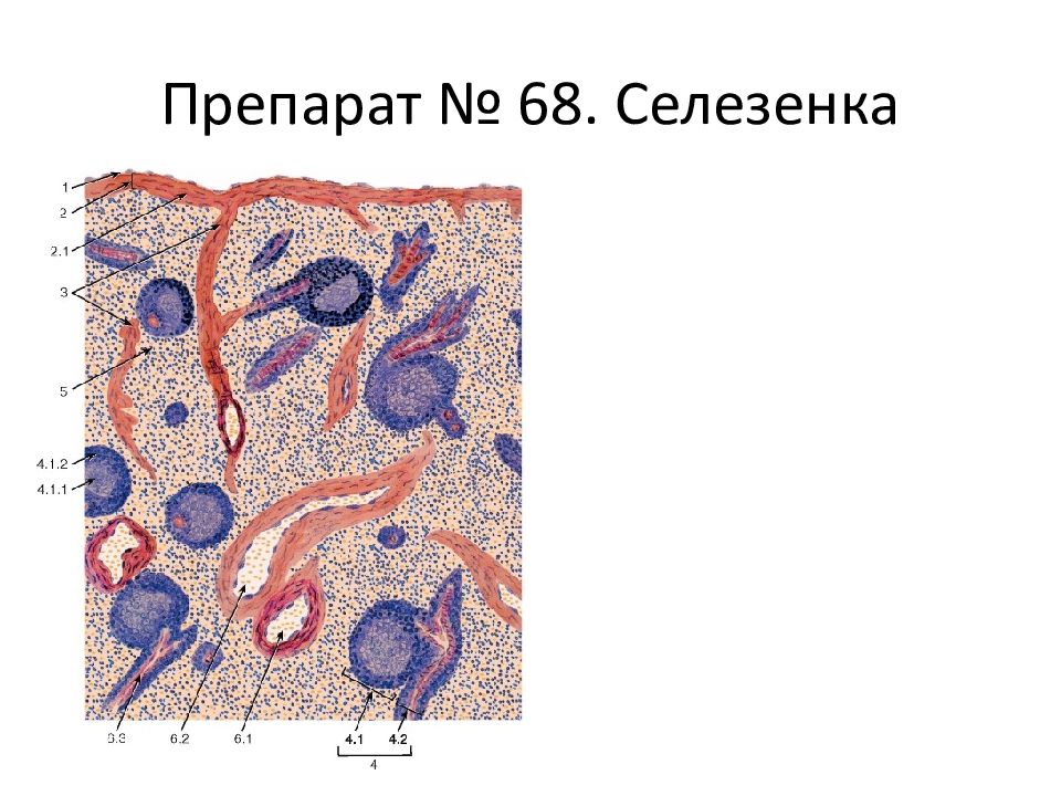 Селезенка гистология презентация