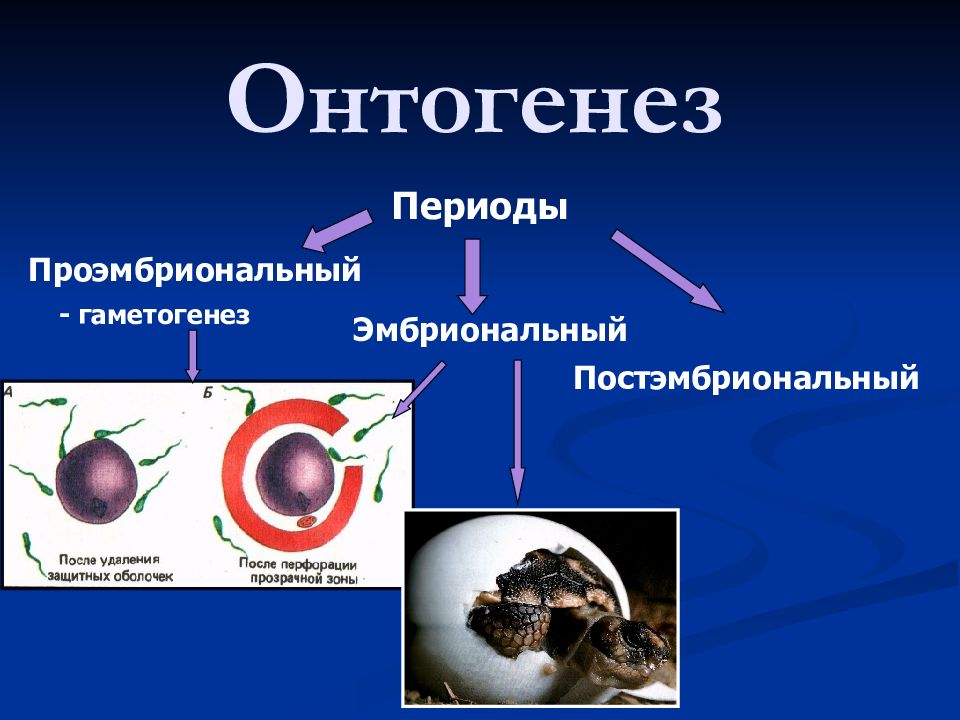 Периоды онтогенеза. Проэмбриональный период онтогенеза период. Онтогенез эмбриональный и постэмбриональный периоды. Проэмбриональный период характеристика. Теории онтогенеза.