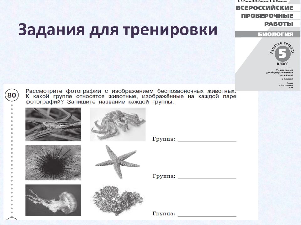 Тренировка по биологии 5 класс. Впр 6 класс русский язык презентация подготовка