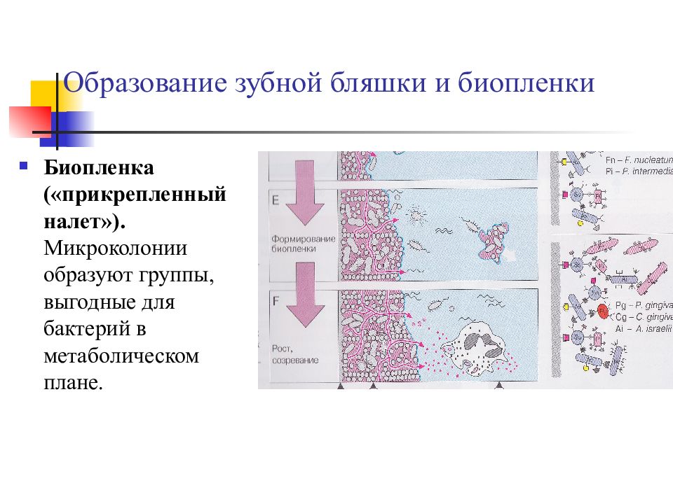 Микрофлора зубного налета микробиология презентация