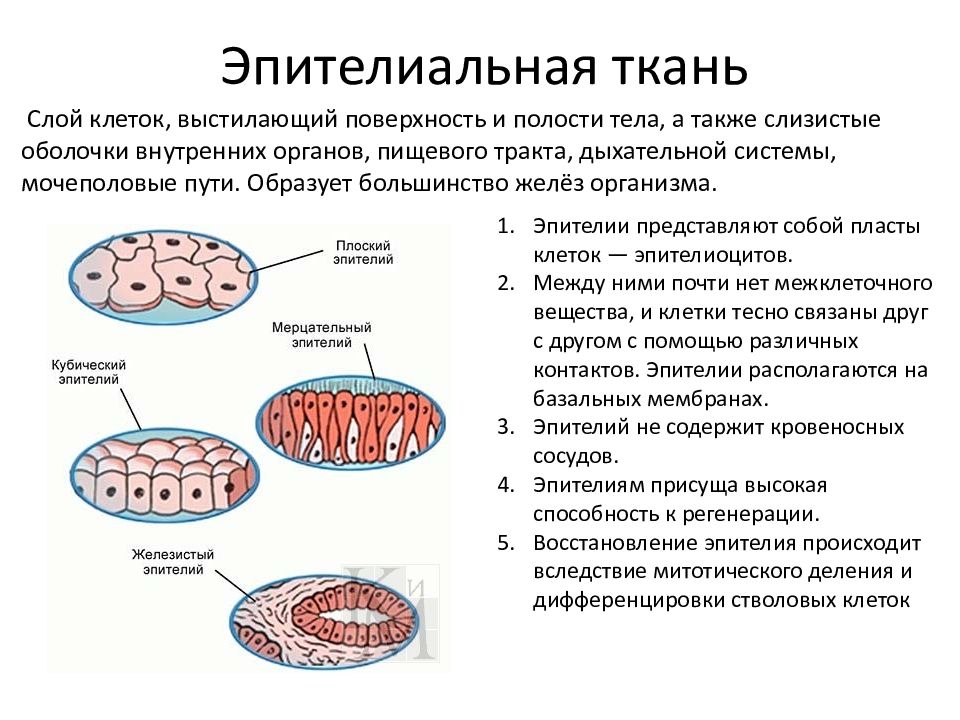 Клетки эпителия