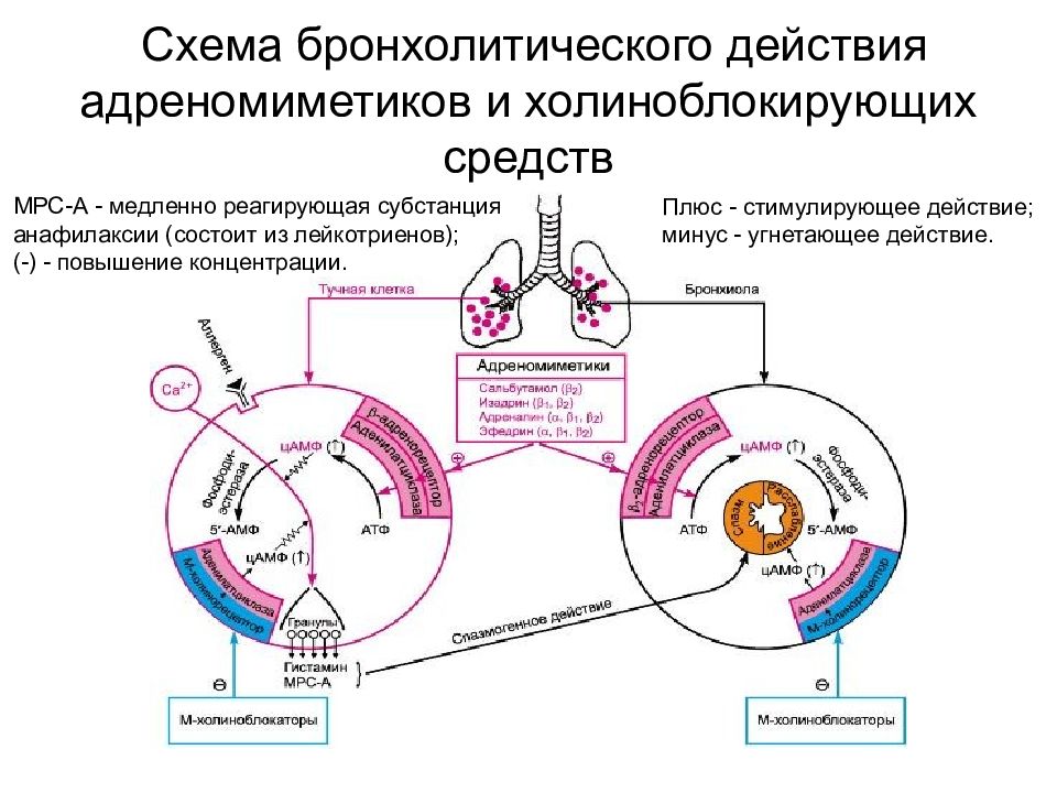 Действующая схема. Бета 2 адреномиметики механизм действия. Бета 2 адренорецепторы механизм. Бета 2 адреномиметики механизм действия схема. Механизм действия адреномиметиков при бронхиальной астме.