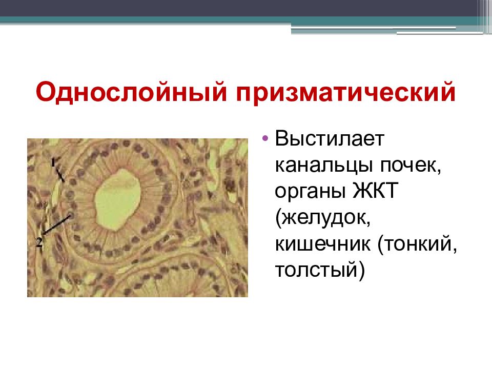 Организация ткани. Ткань выстилает канальцы почек. Ткань выстилает желудок и кишечник. Какой тканью выстлан тонкий кишечник. Какая ткань выстилает изнутри желудок и кишечник.