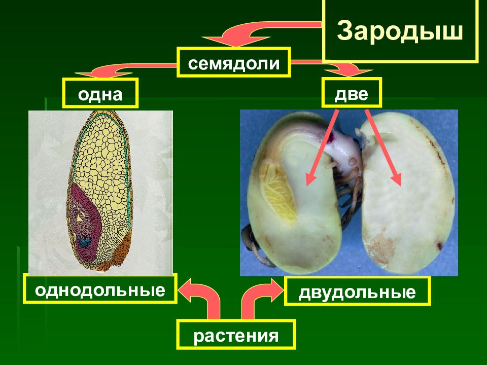 Однодольные и двудольные фото