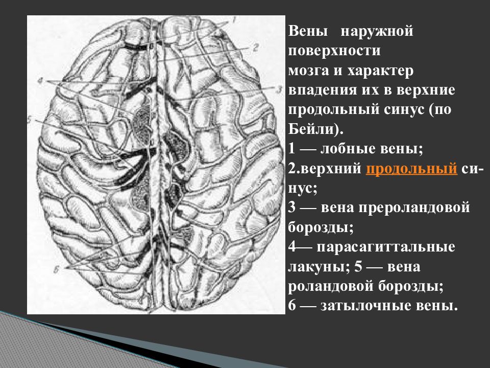 Верхние вены мозга. Вены наружной поверхности. Наружная поверхность мозга. Вены головного мозга наружная.