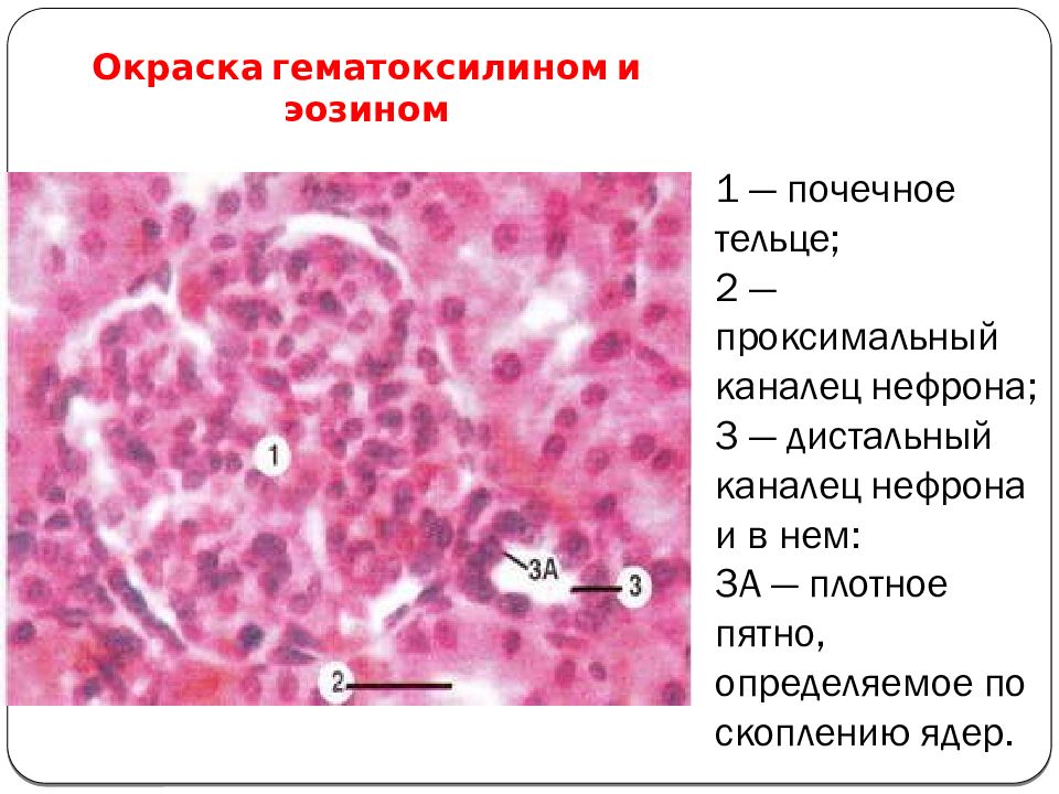 Клетки почек. Почка окраска гематоксилин-эозином. Препарат - почка. Окраска гематоксилин-эозином.. Дистальный каналец гистология. Дистальный каналец нефрона гистология.