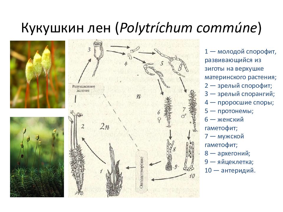 Гаметофит у мхов. Мужской гаметофит кукушкиного льна. Мужской спорофит Кукушкин лен. Спорофит мха Кукушкин лен. Спорофит Кукушкина льна представляет собой.