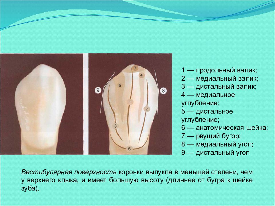 Презентация на тему анатомия зубов