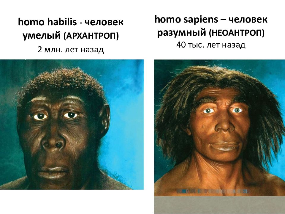 История homo sapiens. Человек разумный homo sapiens. Человек умелый человек разумный. Человек умелый хомо сапиенс.