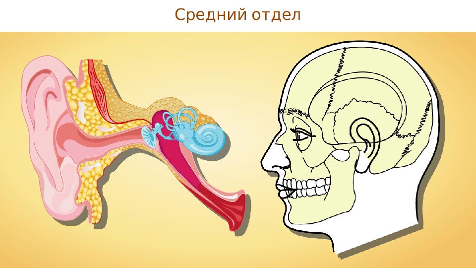 Презентация на тему слуховой аппарат