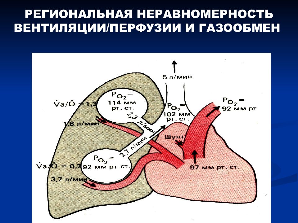 Диффузия и перфузия. Вентиляция диффузия перфузия. Перфузия легких схема. Перфузия газов в легких это. Перфузия легких это физиология.