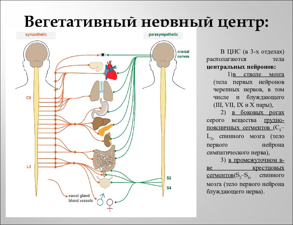 Презентация вегетативная нервная система неврология