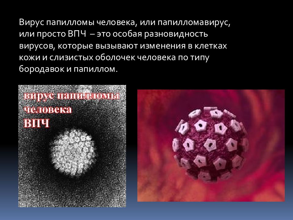 Вирус папилломы лечение. Вирус папилломавирус человека. Папилломавирусы презентация.