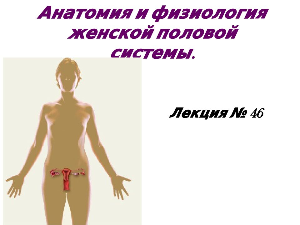 Анатомия и физиология женской половой системы.