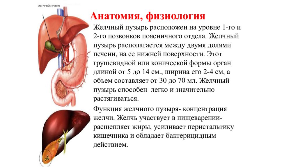 Как болит печень и желчный. Желчный пузырь анатомия человека. Желчный пузырь с протоками анатомия. Печень и желчный пузырь анатомия. Желчный пузырь анатомия человека кратко.