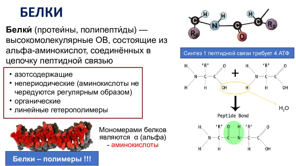 Амин полимер. Белки полимеры. Полимер аминокислоты. Хим связи в белках. Белки гетерополимеры.