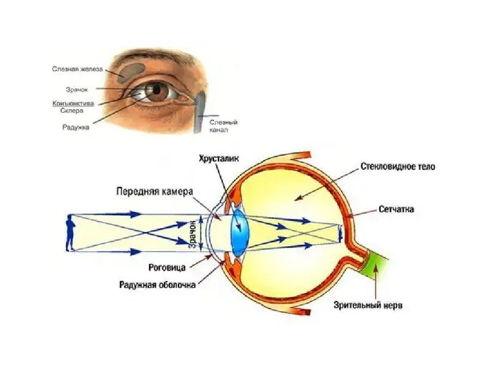 Схема оптической системы глаза физиология