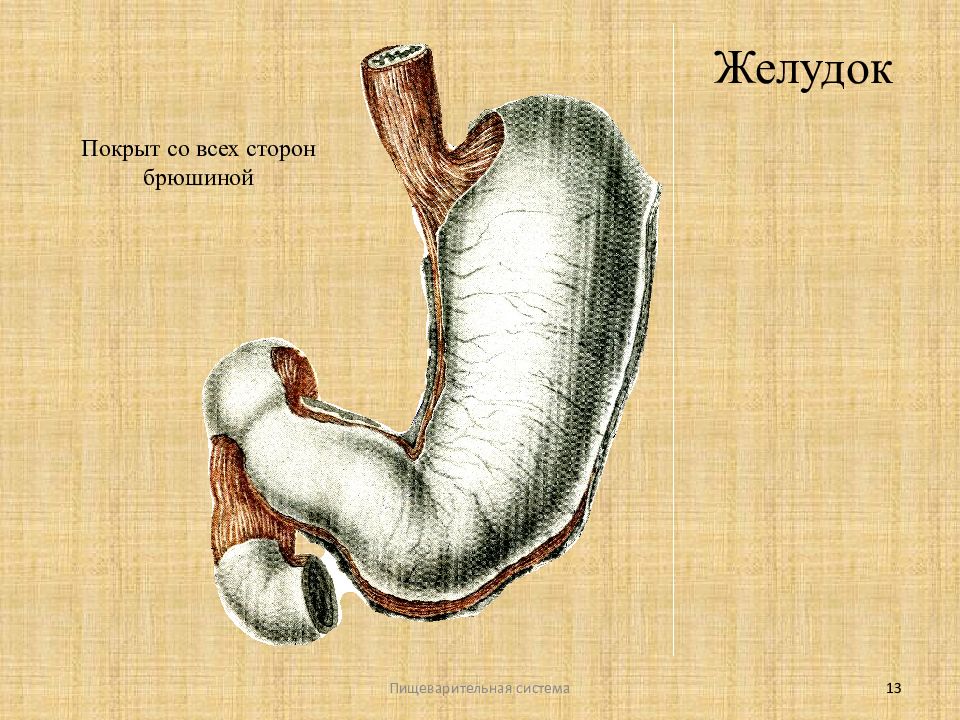 Нижняя часть желудка. Препилорический отдел желудка. Как желудок покрыт брюшиной. Желудок схема.