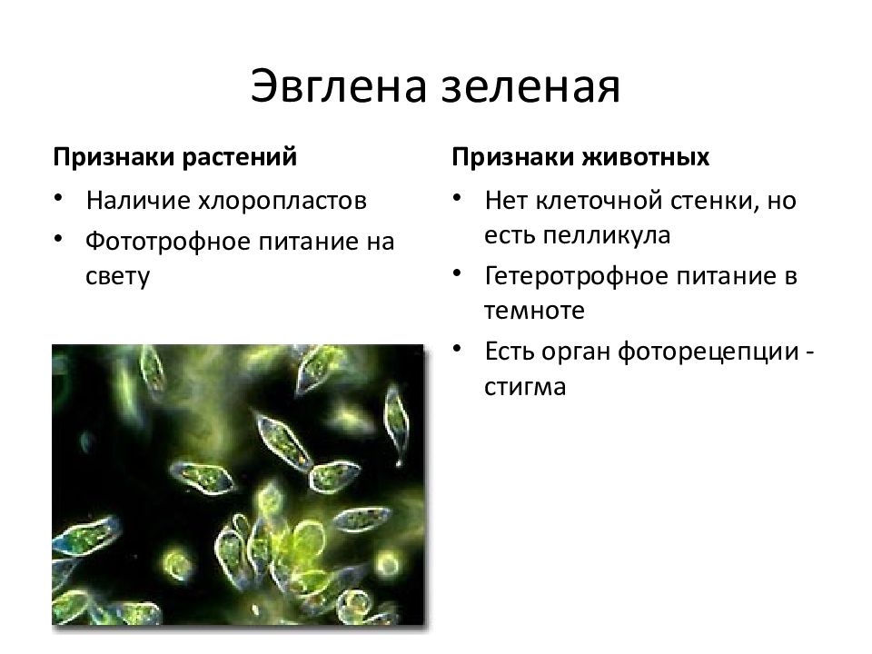 Автотрофные одноклеточные эукариоты