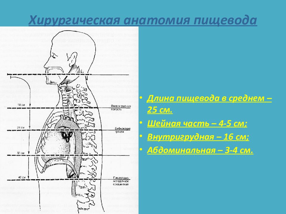 Отделы пищевода. Топография пищевода человека. Топографическая анатомия пищевода. Хирургическая анатомия пищевода. Пищевод топография строение.