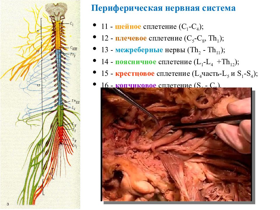 Периферические нервы и сплетения