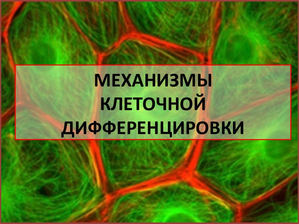 Механизмы клеток. Механизмы клеточной дифференцировки. Дифференцировка клеток механизмы дифференцировки. Локальные механизмы дифференцировки. ИЦИГ лаборатория клеточных механизмов дифференцировки ютуб.