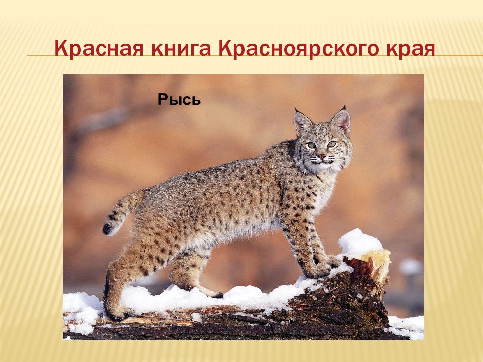 рысь ареал обитания в россии. доклад про рысь. ареал каракала. доклад о млекопитающих. род слова рысь.