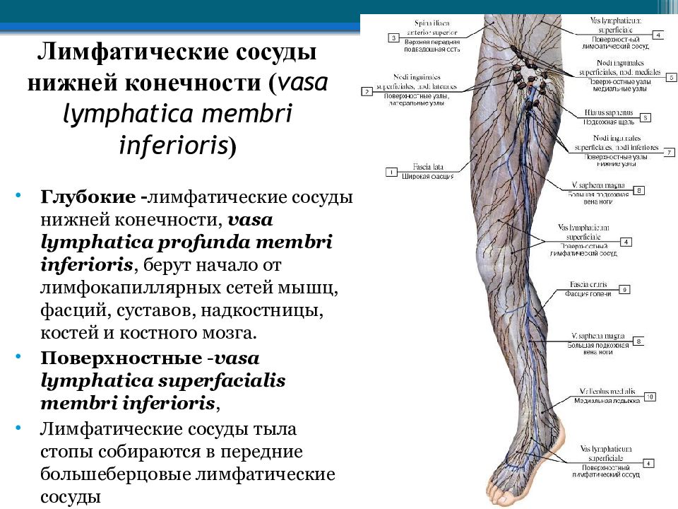 Лимфатическая система ног картинки