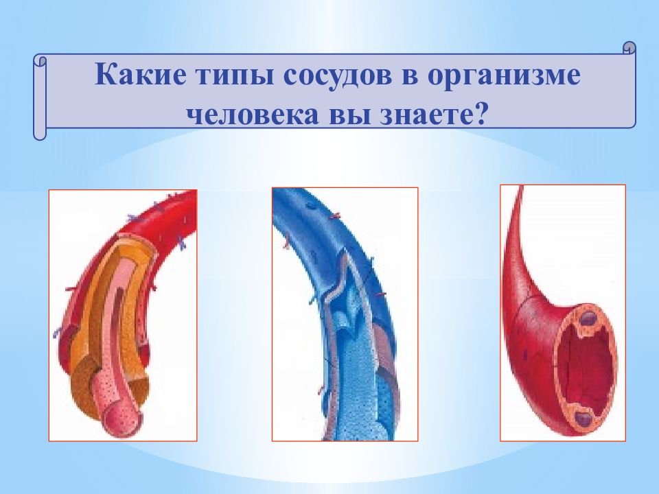 Типы сосудов. Типы сосудов человека. Типы сосудов в организме человека. Три вида сосудов. Висцеральный Тип сосудов.
