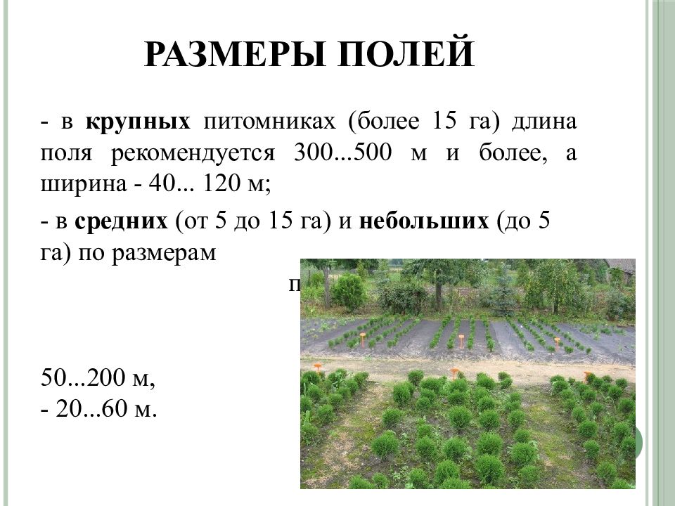 С поля площадью 25 га. План питомника растений. Проект лесного питомника. План питомника лесных культур. Проект организации питомника.