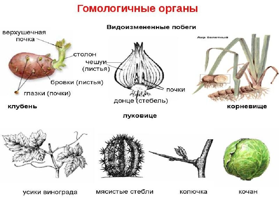 Рассмотрите рисунки растений боярышника и винограда найдите гомологичные органы