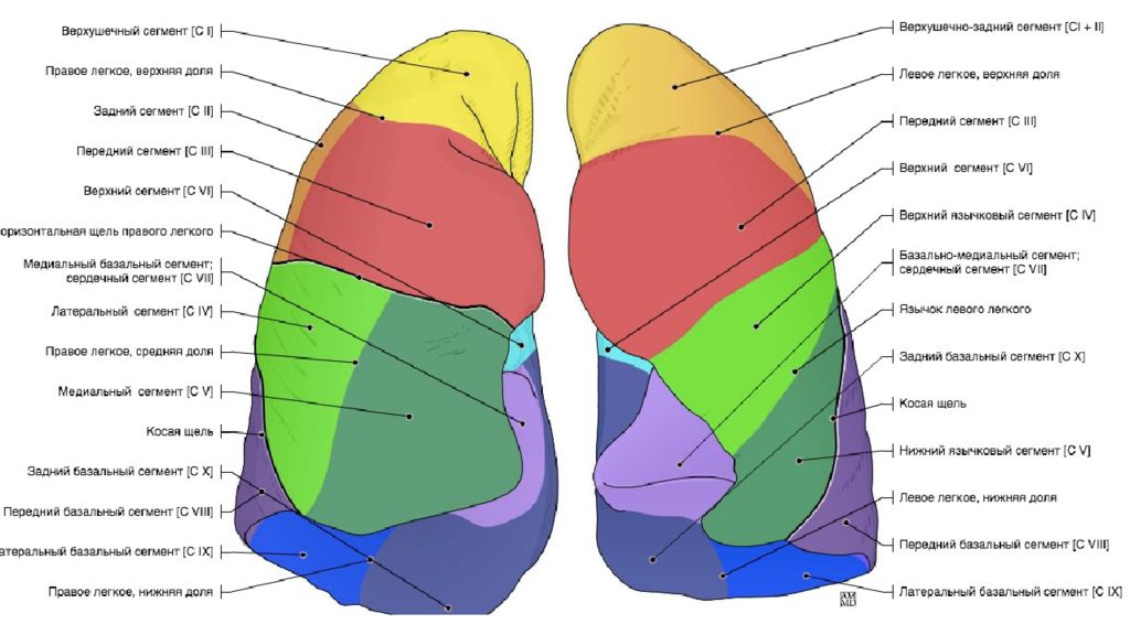 Доли легкого слева. Легкое строение анатомия сегменты. Сегмент легкого s6. Сегмент s4 левого легкого. Сегмент s3 правого легкого.