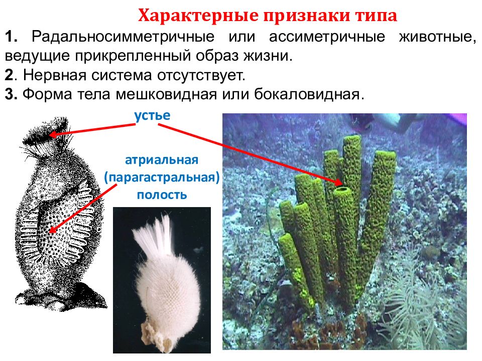 Прикрепленный образ жизни. Животные ведущие прикрепленный образ жизни. Мешковидная форма тела. Морские животные ведущие прикрепленный образ жизни. Что такое прикрепленный образ жизни у животных.