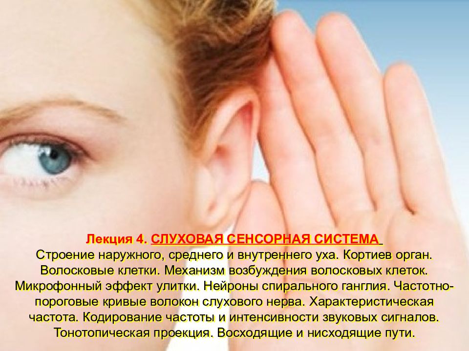 Лекция 4. СЛУХОВАЯ СЕНСОРНАЯ СИСТЕМА Строение наружного, среднего и внутреннего уха. Кортиев орган. Волосковые клетки. Механизм возбуждения волосковых клеток.